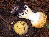 Amanita franchetii